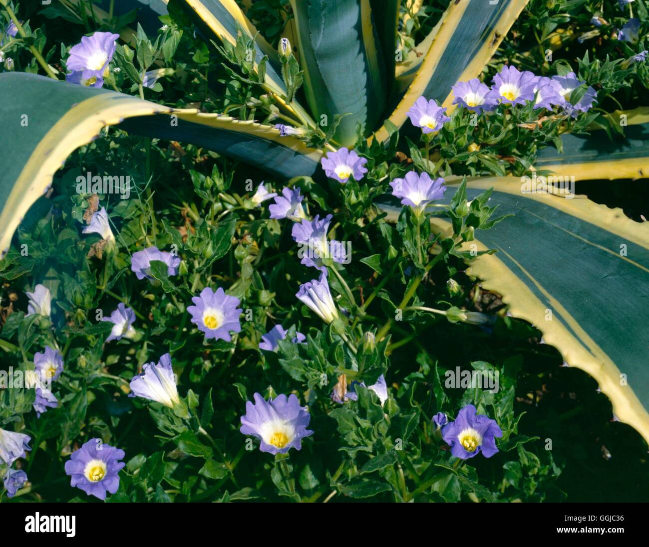 Mediterranean Style Garden - with Agave americana `Marginata' and Nolana paradoxa   MED080997     Ph Stock Photo